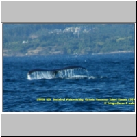 15950 320  Buckelwal Walewatching Victoria Vancouver Island Kanada 2009.jpg